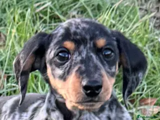 Dachshund dogs Gorgeous very small miniature dachshund - Advert 1