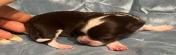 Chihuahua dogs for sale: Rare stunning chocolate chihuahua  - Advert 24