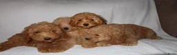 Toy Poodle dogs for sale: Toy poodle puppies  - Advert 9