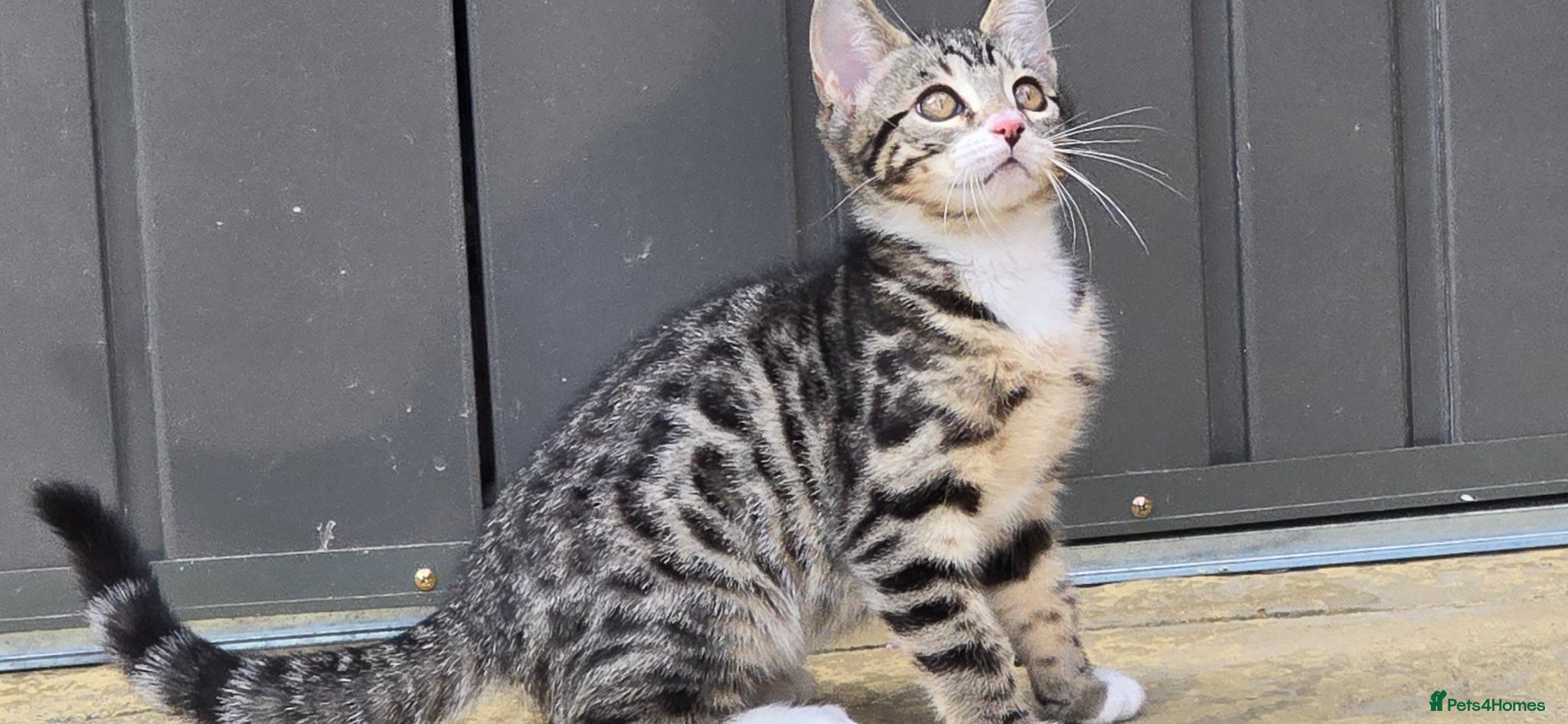 Bengal cats Bengal Mix - Advert 1