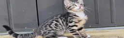 Bengal cats for sale: Bengal Mix - Advert 1