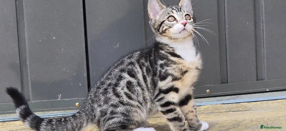 Bengal cats for sale: Bengal Mix - Advert 1
