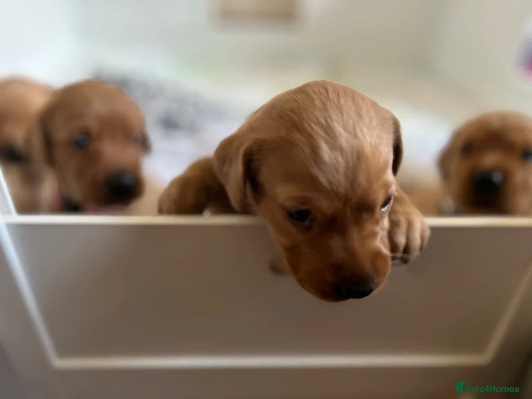 Labrador Retriever dogs for sale: KC Fox Red Labrador Retriever Puppies - Advert 4