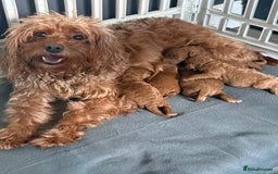 Cavapoo dogs for sale: 5 stunning cavapoo puppies  - Image 1