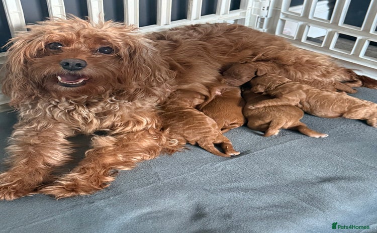 Cavapoo dogs - Advert 10