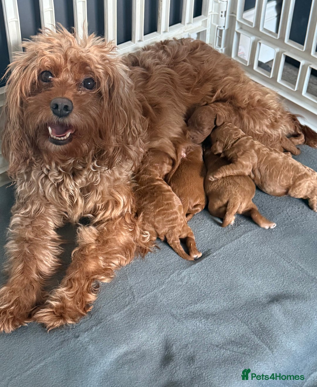 Cavapoo dogs for sale: 5 stunning cavapoo puppies  - Image 1