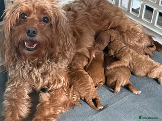 Cavapoo dogs - Advert 6
