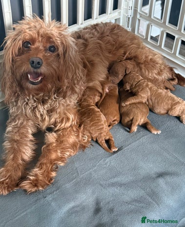 Cavapoo dogs - Advert 8