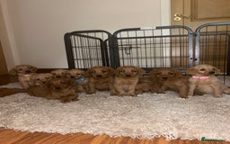 Labradoodle dogs for sale: Miniature Labradoodle puppies - Image 2