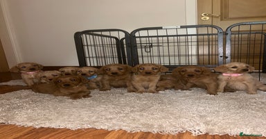 Labradoodle dogs - Advert 14