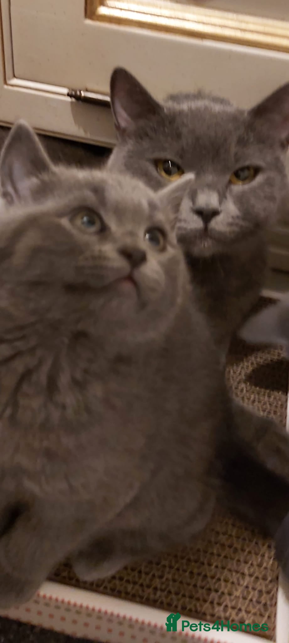 British Shorthair cats Beautiful British short hair kittens  - Advert 1
