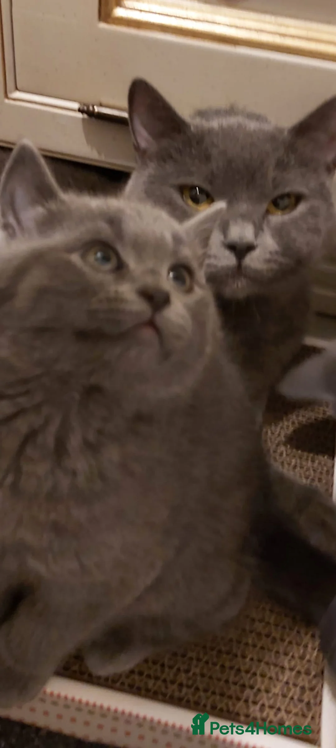 British Shorthair cats for sale: Beautiful British short hair kittens  - Advert 1