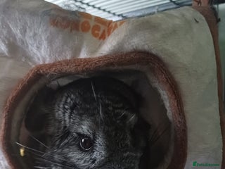 Chinchilla rodents - Advert 20