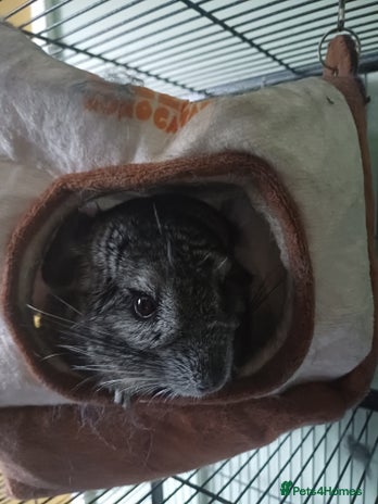 Chinchilla rodents - Advert 2