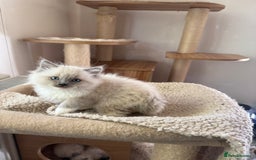 Ragdoll cats for sale: Gorgeous fluffy and friendly kittens  - Image 5
