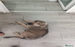 Mixed Breed dogs for adoption: SISSY, a Beautiful Young Girl - for a Loving Home - Image 21