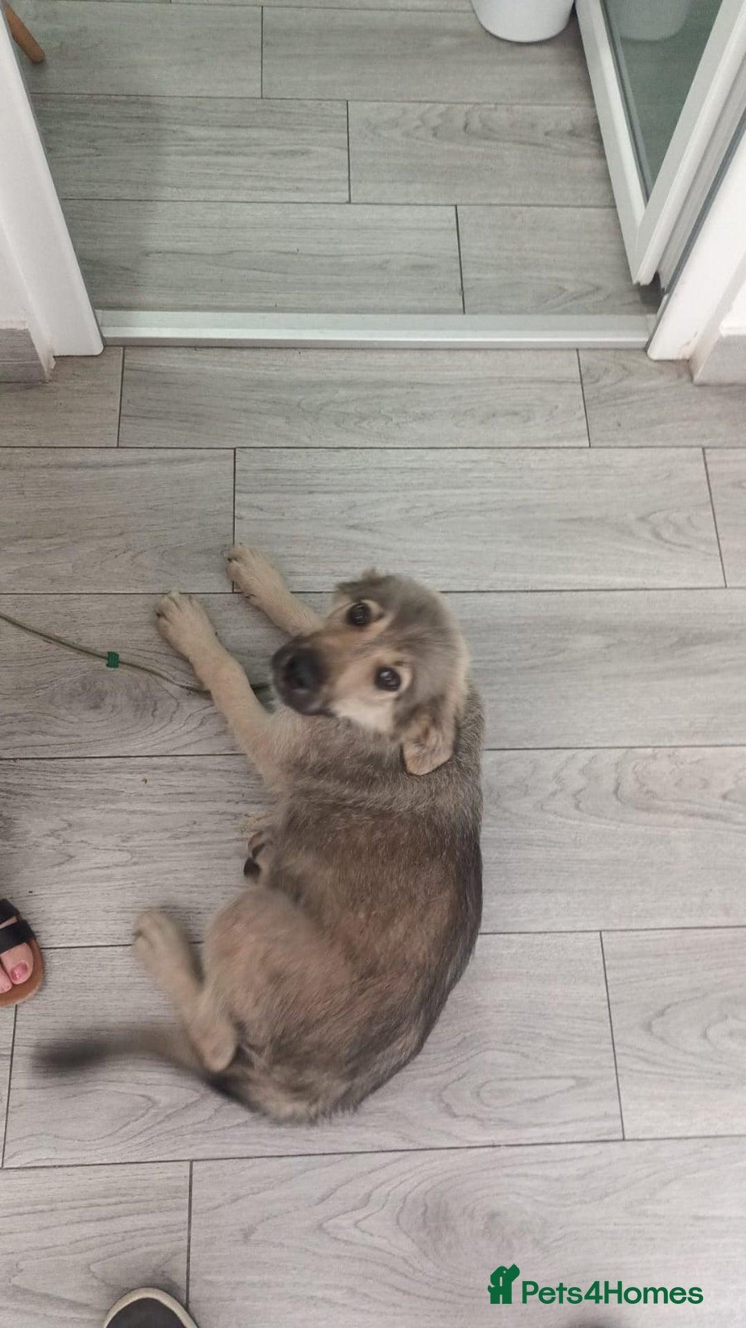 Mixed Breed dogs for adoption: SISSY, a Beautiful Young Girl - for a Loving Home - Image 21