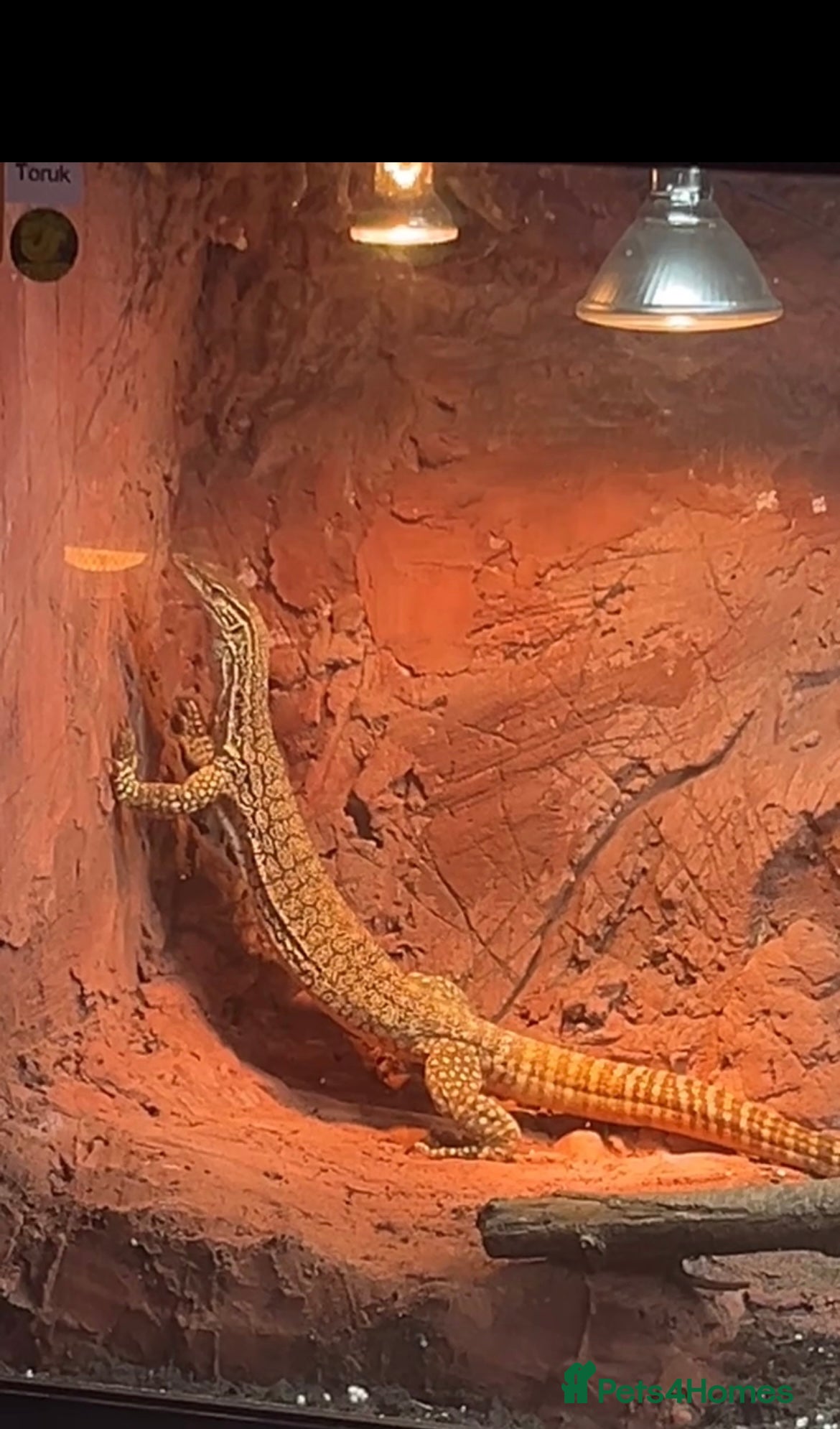 Monitor reptiles Male Flavirufus monitor( Sand goanna)  - Advert 16