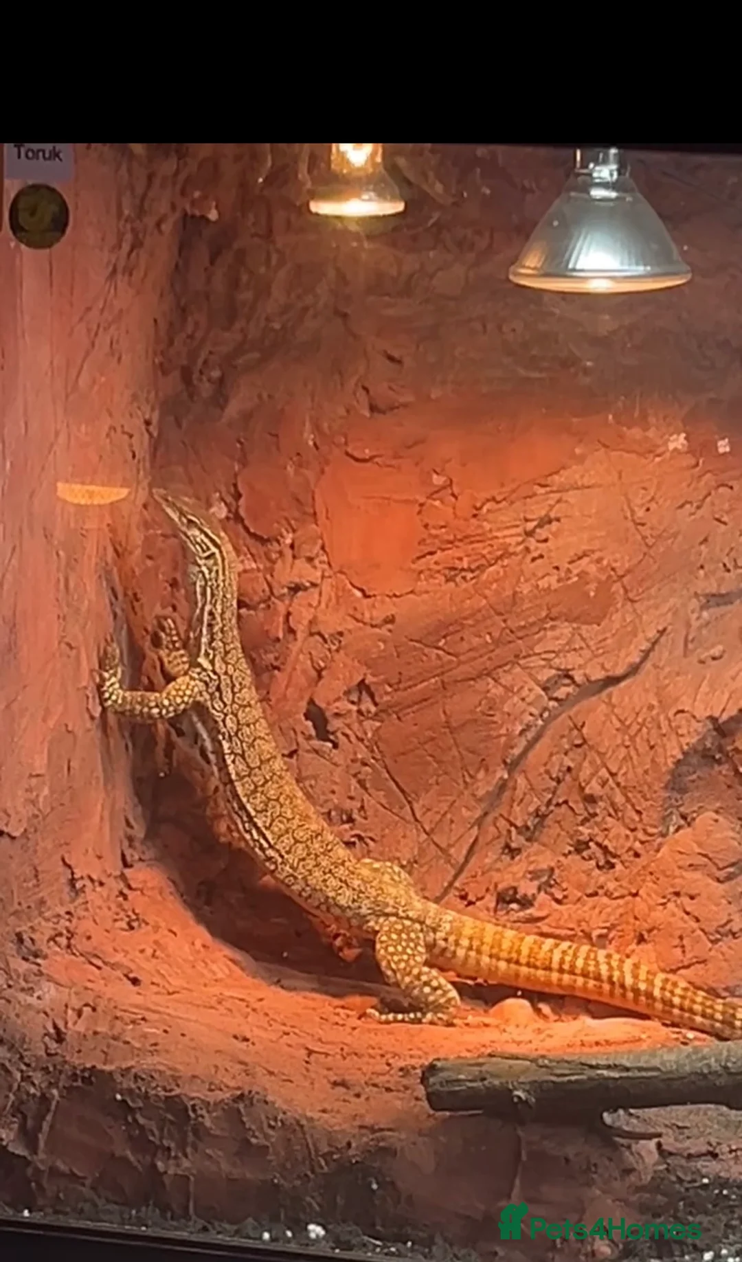 Monitor reptiles for sale: Male Flavirufus monitor( Sand goanna)  - Advert 1