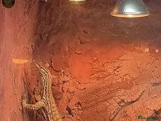 Monitor reptiles Male Flavirufus monitor( Sand goanna) - Advert 5