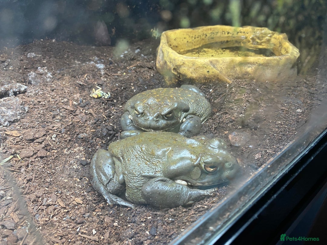 Toad reptiles for sale: Colorado river toads - Advert 5