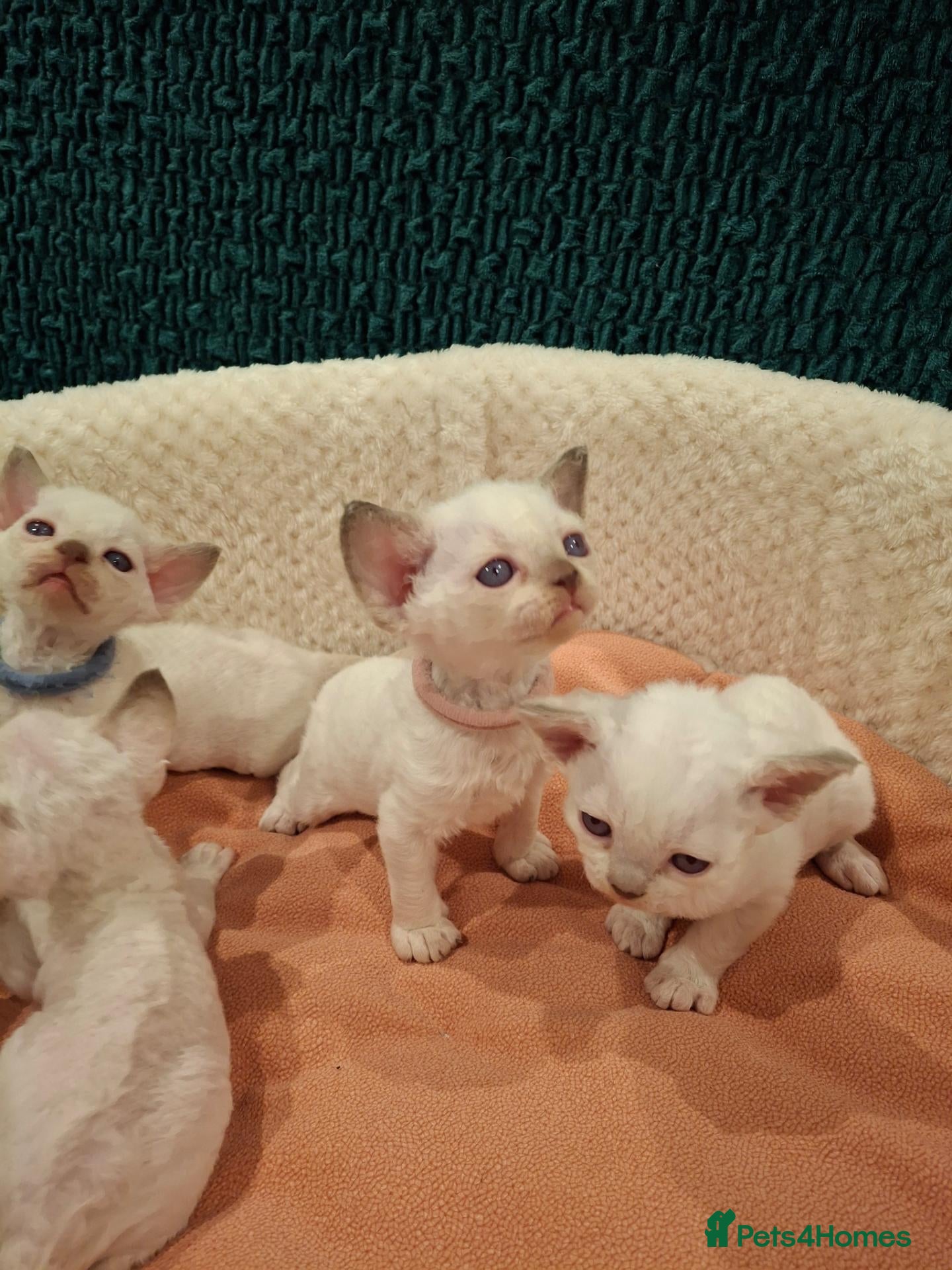 Devon Rex cats Devon rex kittens FIFE registered/spayed - Advert 1