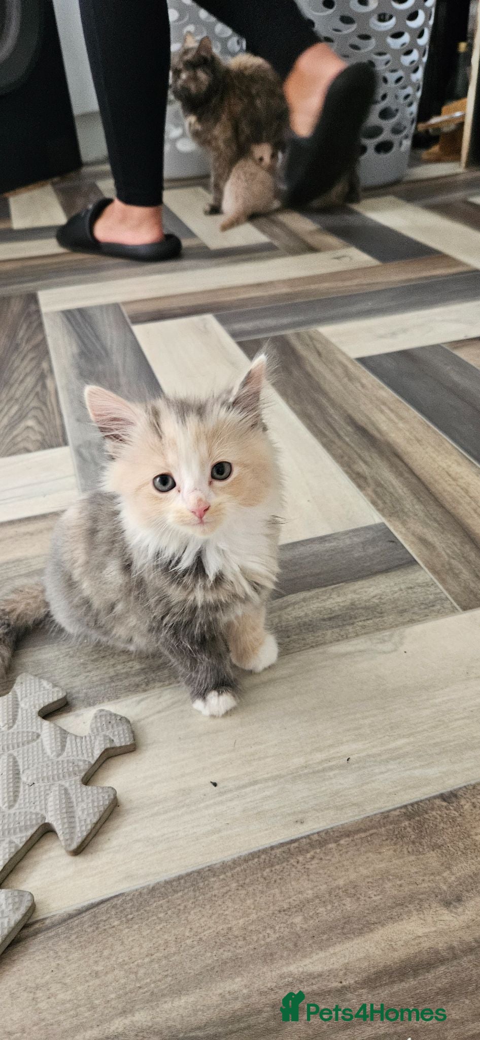 Mixed Breed cats Rare Diluted Kittens READY - Advert 6