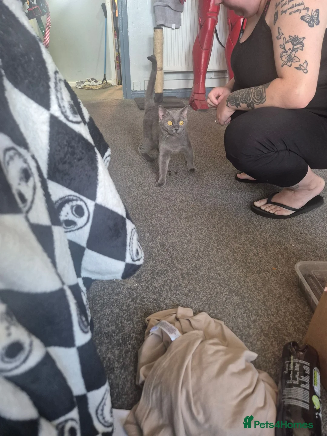 British Shorthair cats for sale: British blue shorthair - Advert 1