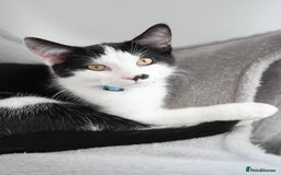 Mixed Breed cats for sale: Playful Loving Kittens for Their New Forever Home - Image 10