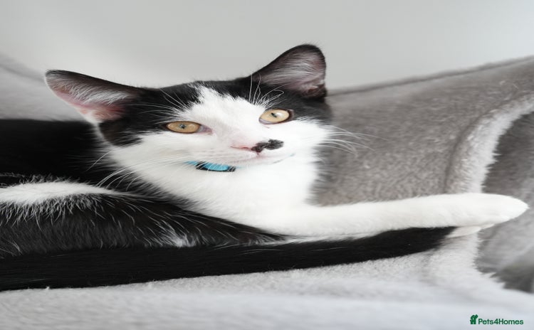 Mixed Breed cats - Advert 8