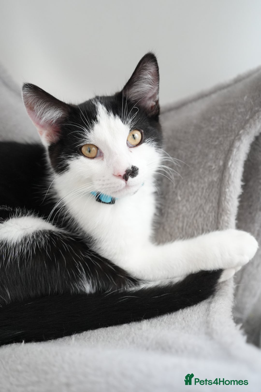 Mixed Breed cats for sale: Playful Loving Kittens for Their New Forever Home - Image 10