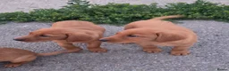 Labrador Retriever dogs for sale: Fox red labrador puppies in Reading - Advert 2