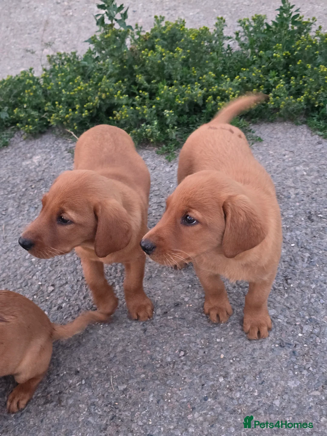 Labrador Retriever dogs for sale: Fox red labrador puppies in Reading - Advert 2