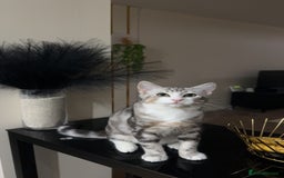 Siberian cats for sale: 2 cats for sale (father and son) - Image 2