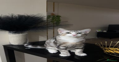 Siberian cats - Advert 16