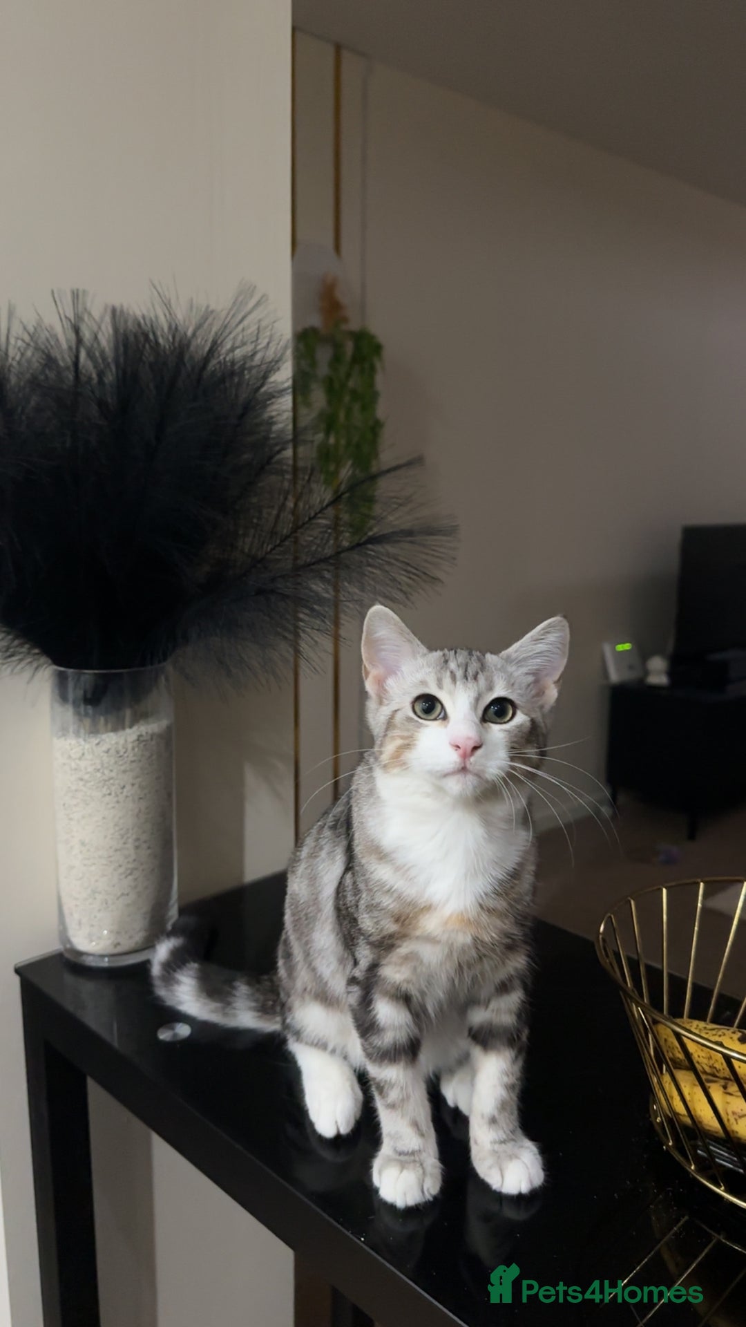 Siberian cats for sale: 2 cats for sale (father and son) - Image 2