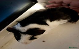 Guinea Pig rodents for sale: Four Guinea Pigs with Set Up and Accessories - Image 18