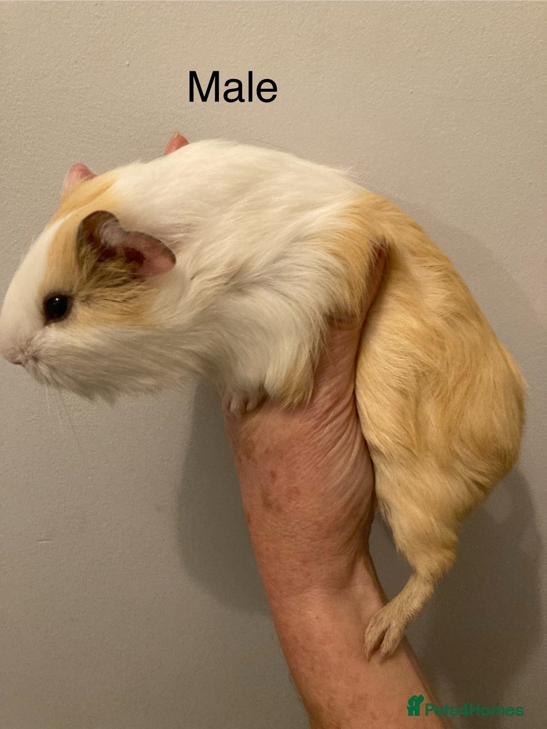 Guinea Pig rodents for sale: 5 Gorgeous Guinea Pigs for sale - Advert 4