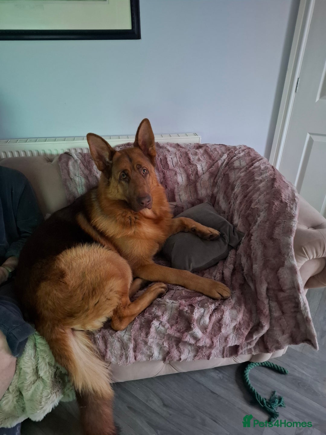 German Shepherd dogs for sale: STUNNING LIVER GERMAN SHEPHERD  - Image 7