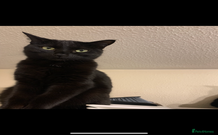Maine Coon cats - Advert 1