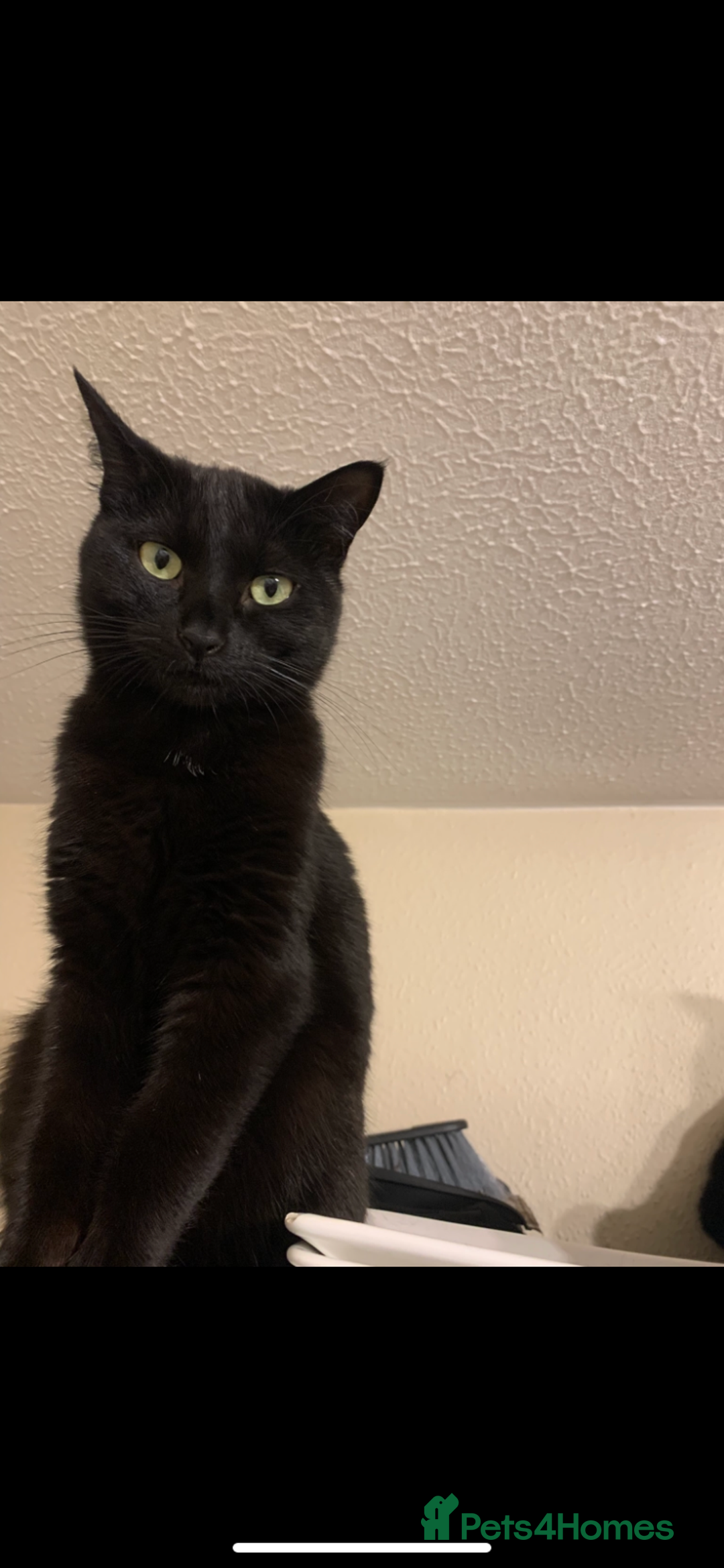 Maine Coon cats for sale: Free 2 year old Main coon crosses - Image 1