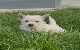 West Highland Terrier dogs for sale: West Highland Terrier pups Dad show bloodlines - Image 7