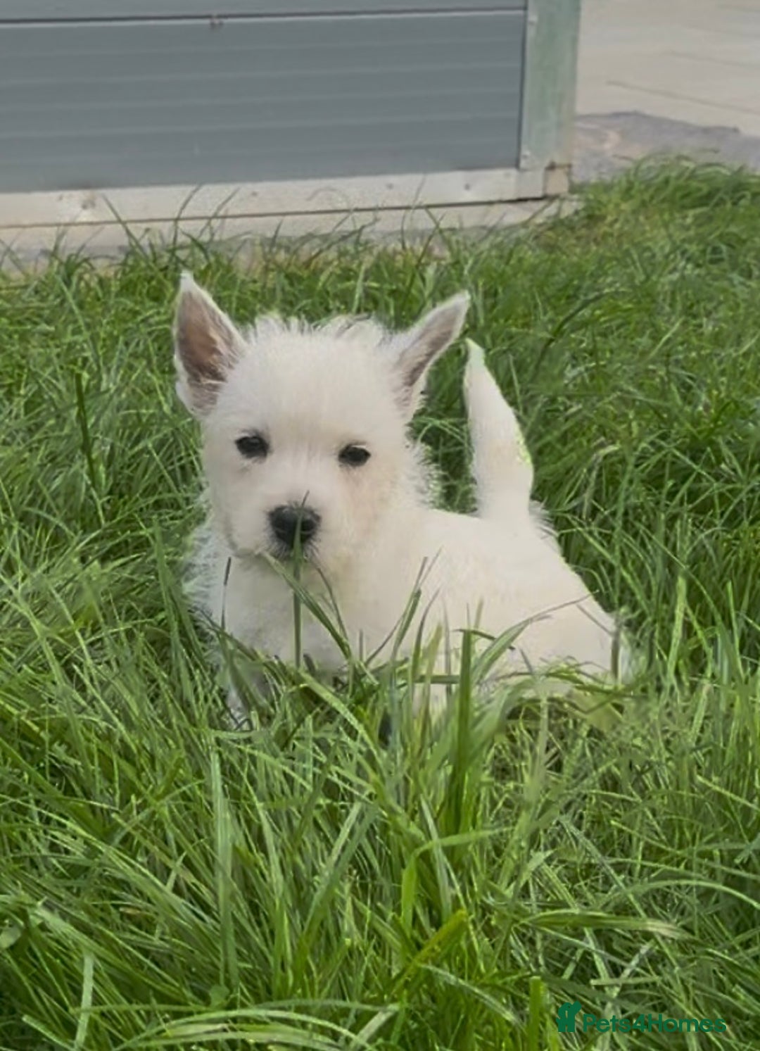 West Highland Terrier dogs for sale: West Highland Terrier pups Dad show bloodlines - Image 7