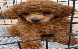 Toy Poodle dogs for sale: Kc toy poodle red boys - Image 6