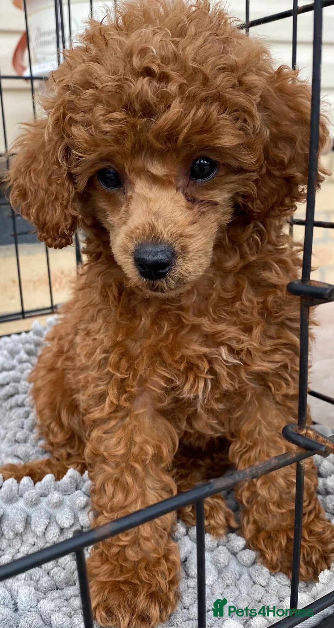 Toy Poodle dogs for sale: Kc toy poodle red boys - Image 6