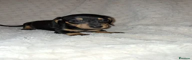 Miniature Dachshund Puppy 1