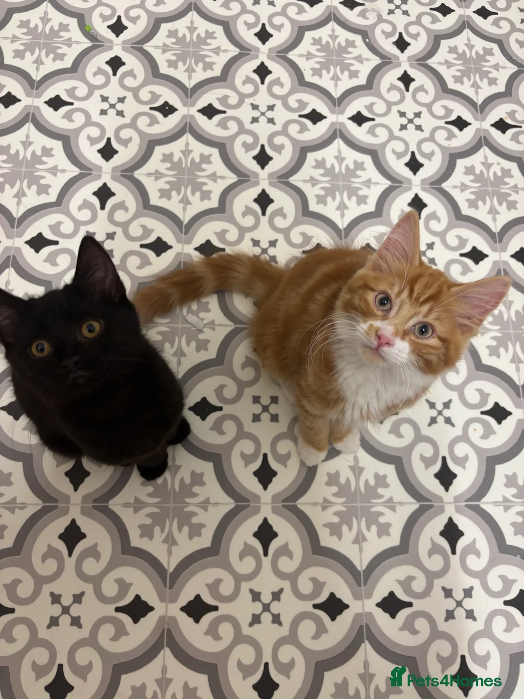 Mixed Breed cats for sale: 2 kittens for sale  - Advert 1