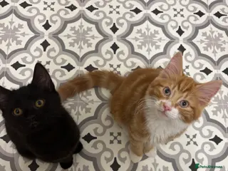 Mixed Breed cats 2 kittens for sale - Advert 3