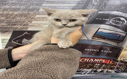 British Shorthair cats for sale: British shorthair kittens  - Image 7