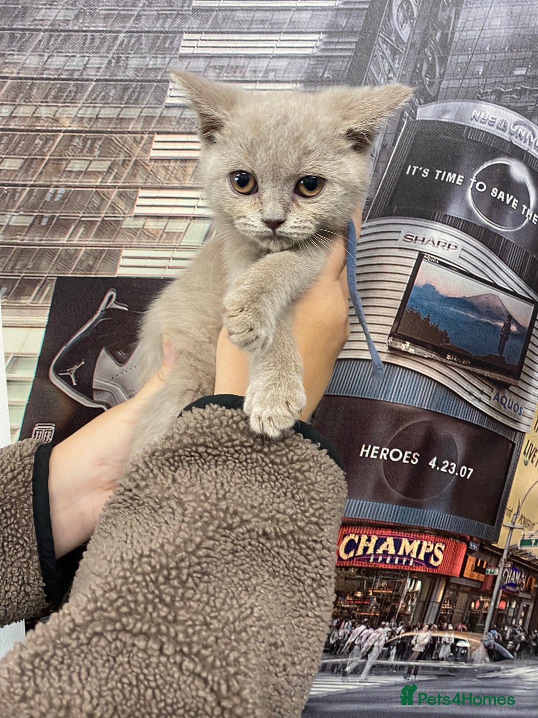 British Shorthair cats for sale: British shorthair kittens  - Image 7